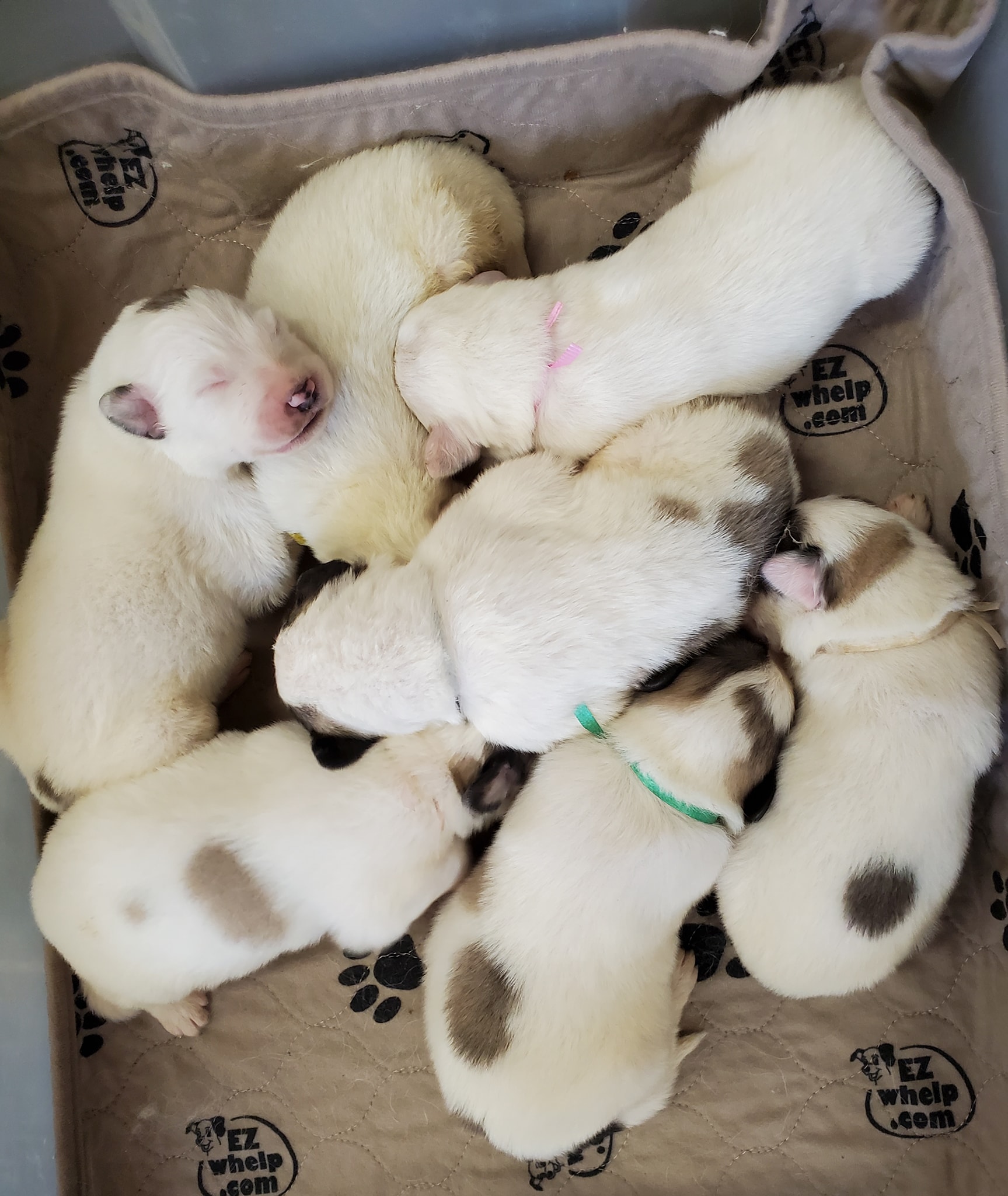 Great Pyrenees Puppies for Sale - Harvest Acres Great Pyrenees