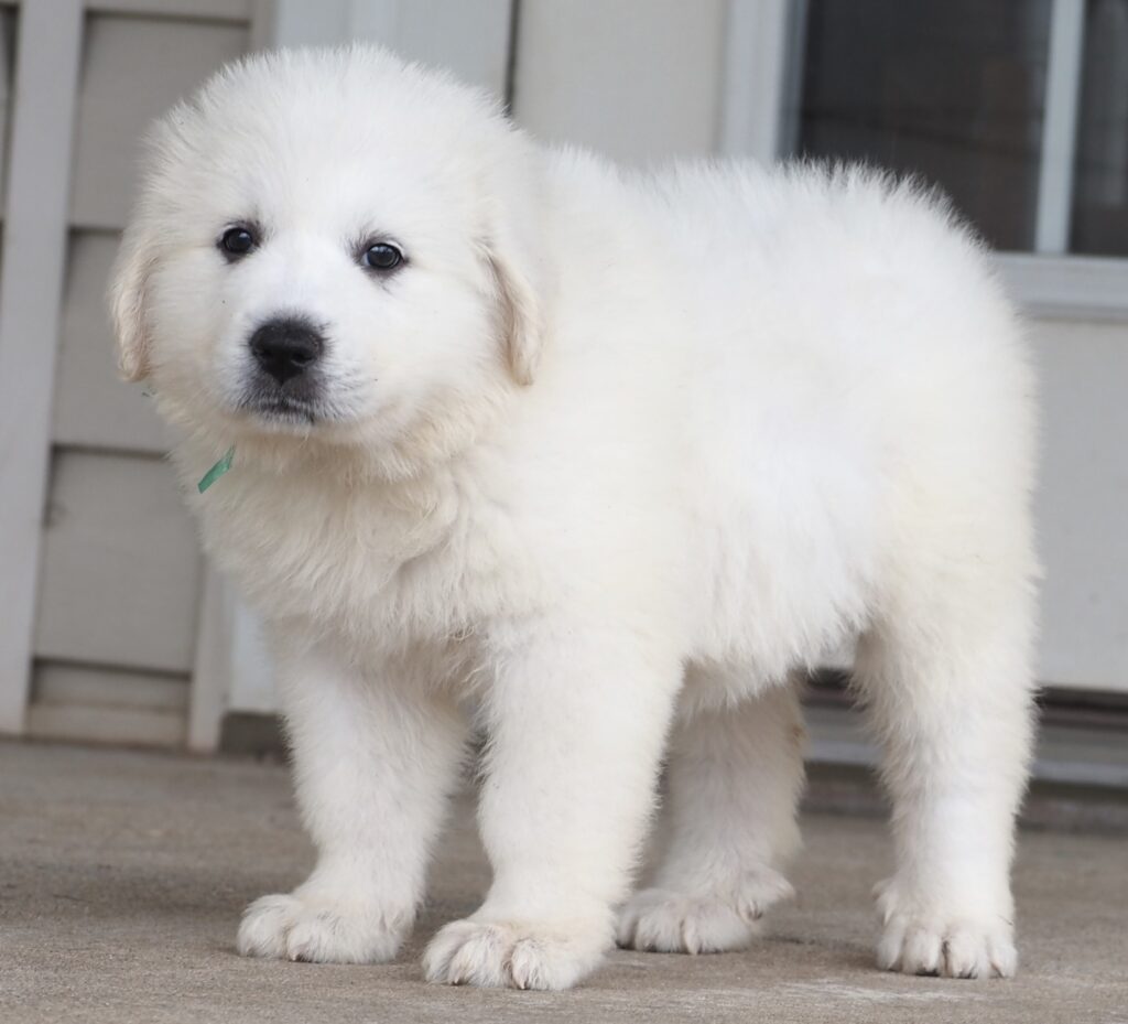 Great Pyrenees Puppies for Sale - Harvest Acres Great Pyrenees