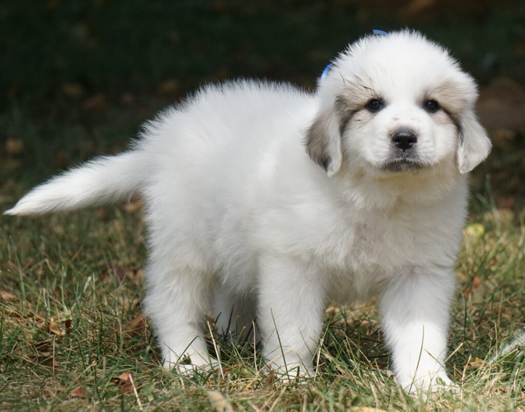 Dark blue collar male (Sage) (23) - Harvest Acres Great Pyrenees