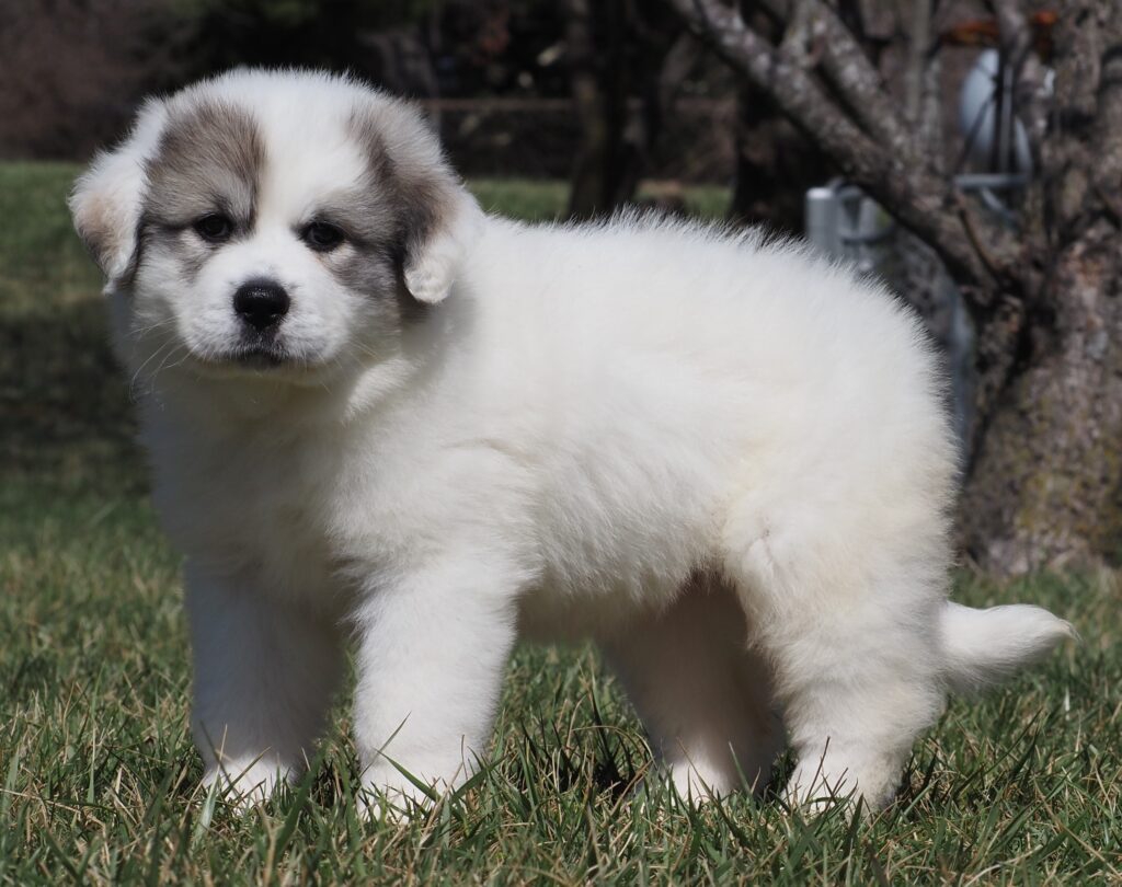 Gracie (8) - Harvest Acres Great Pyrenees