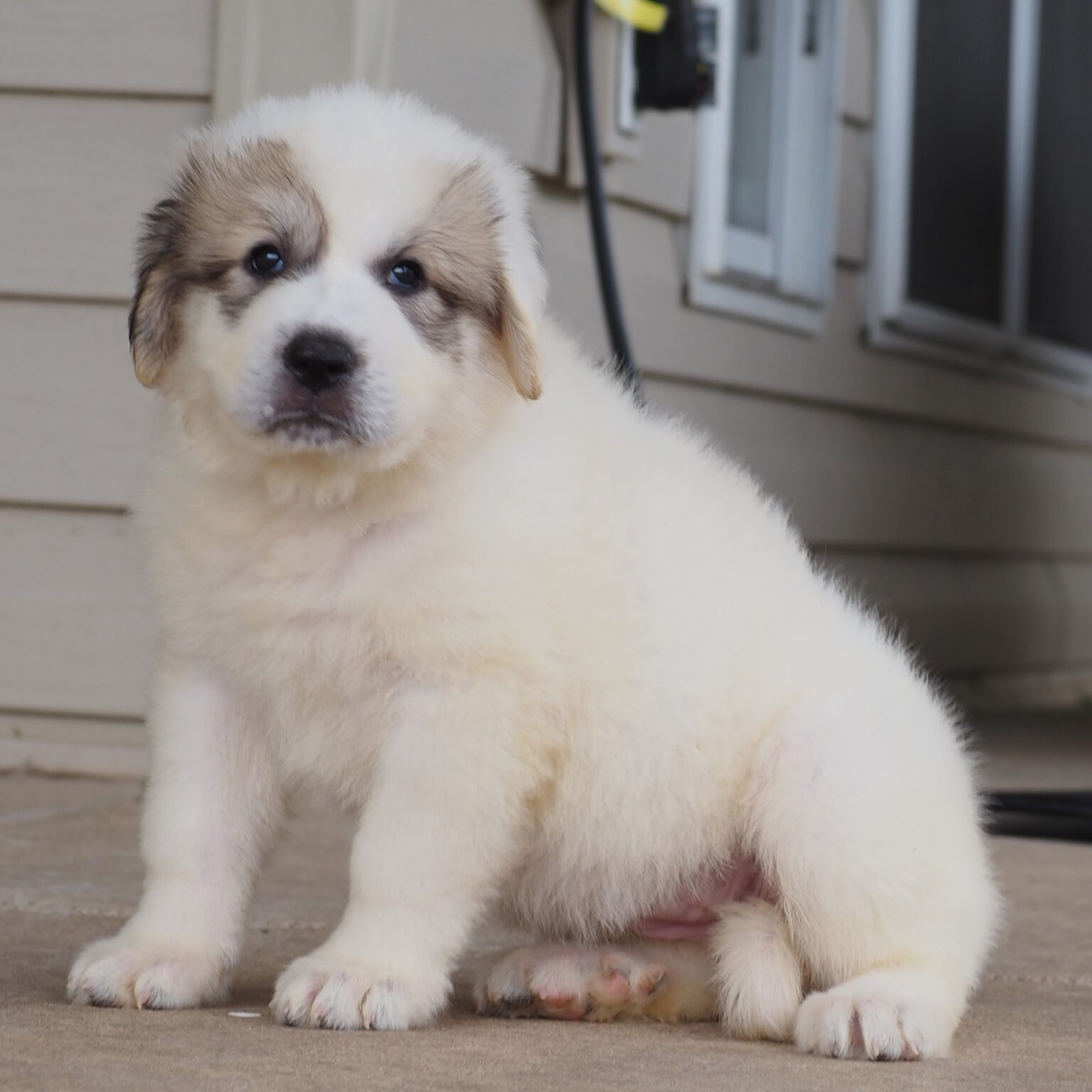 Hazel (yellow collar female) (12)