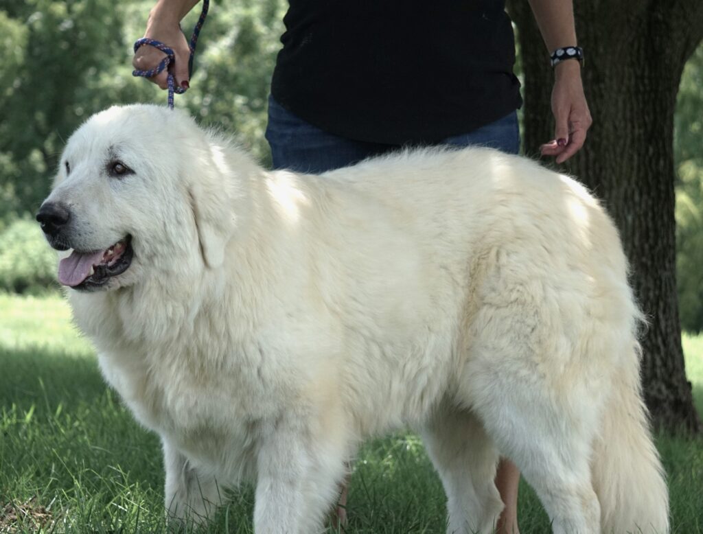 Great Pyrenees Puppies for Sale - Harvest Acres Great Pyrenees