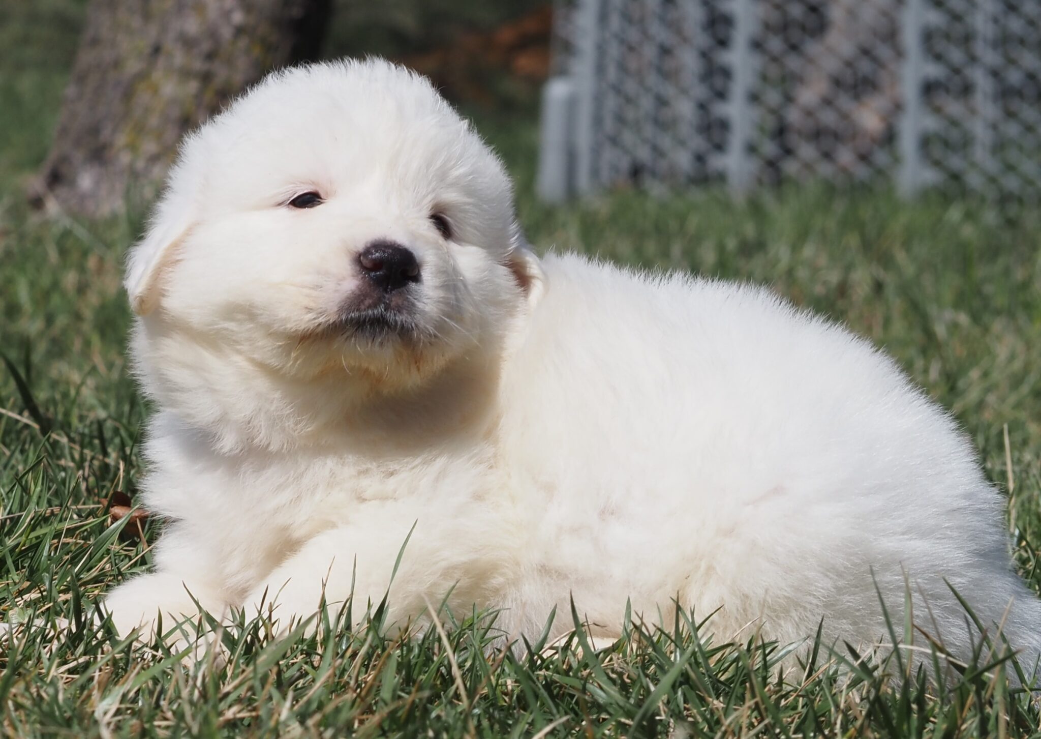 Jupiter (dark pink female) (30) - Harvest Acres Great Pyrenees