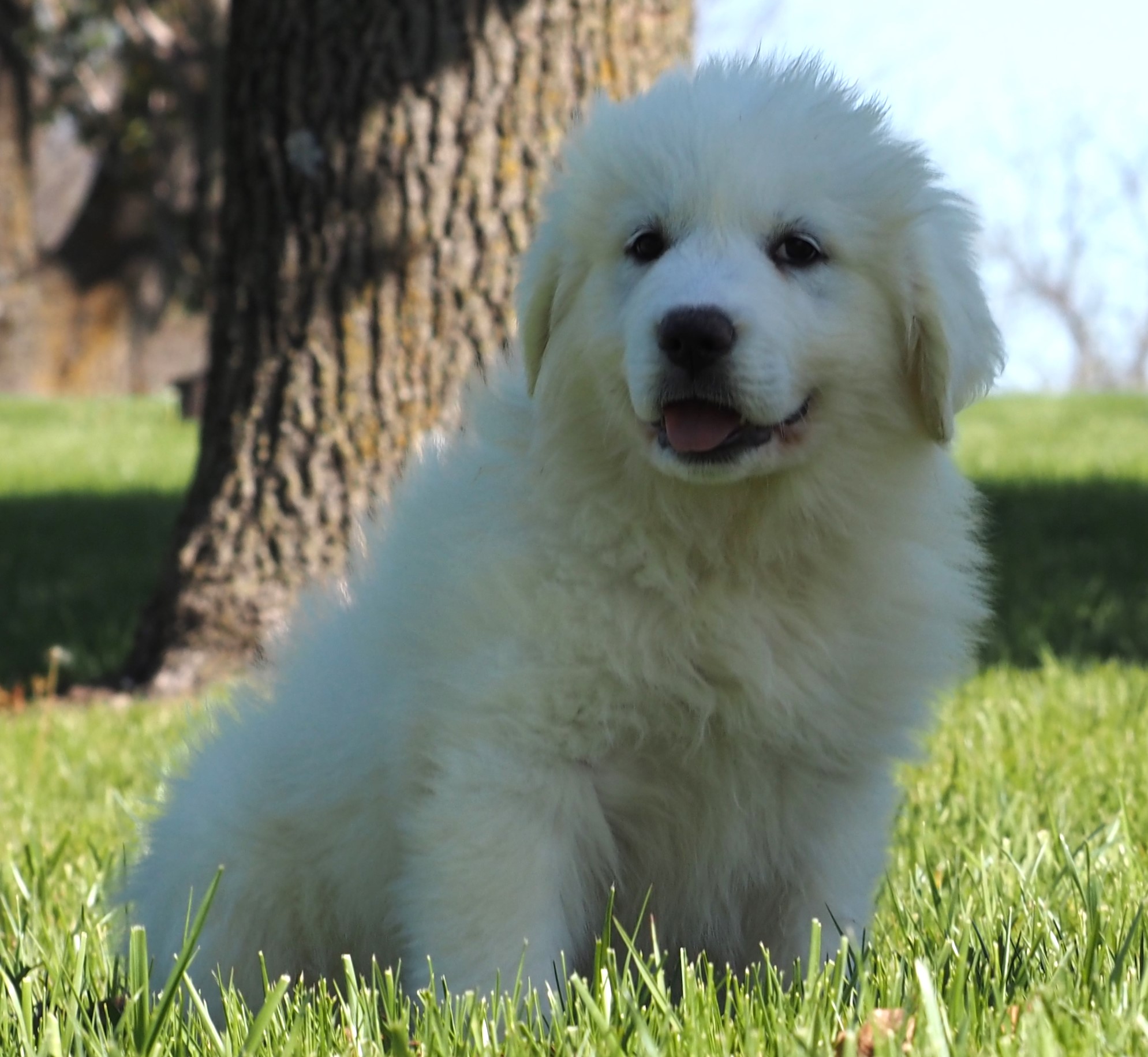 Jupiter (dk pink) (12) - Harvest Acres Great Pyrenees