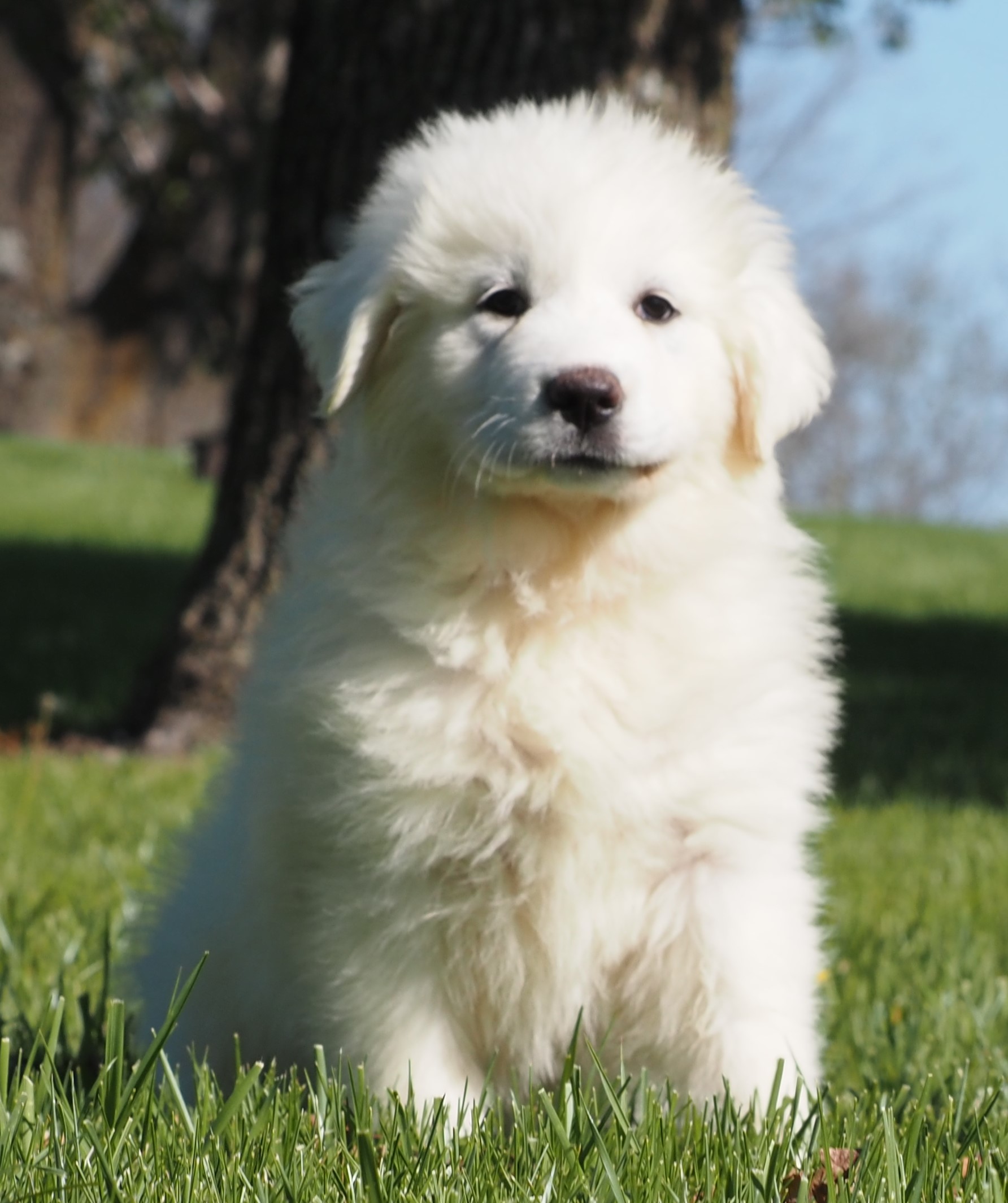 Jupiter (dk Pink) (9) - Harvest Acres Great Pyrenees