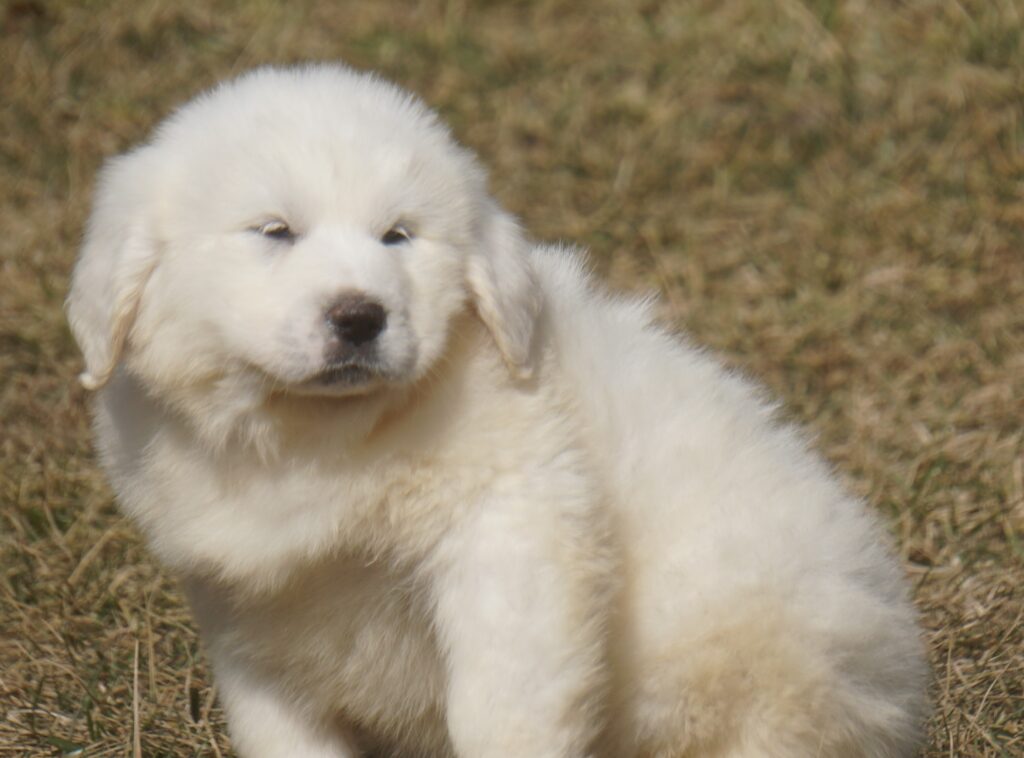 Great Pyrenees Puppies For Sale - Harvest Acres Great Pyrenees