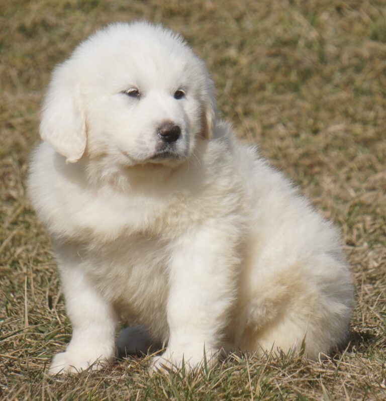 Great Pyrenees Puppies for Sale - Harvest Acres Great Pyrenees