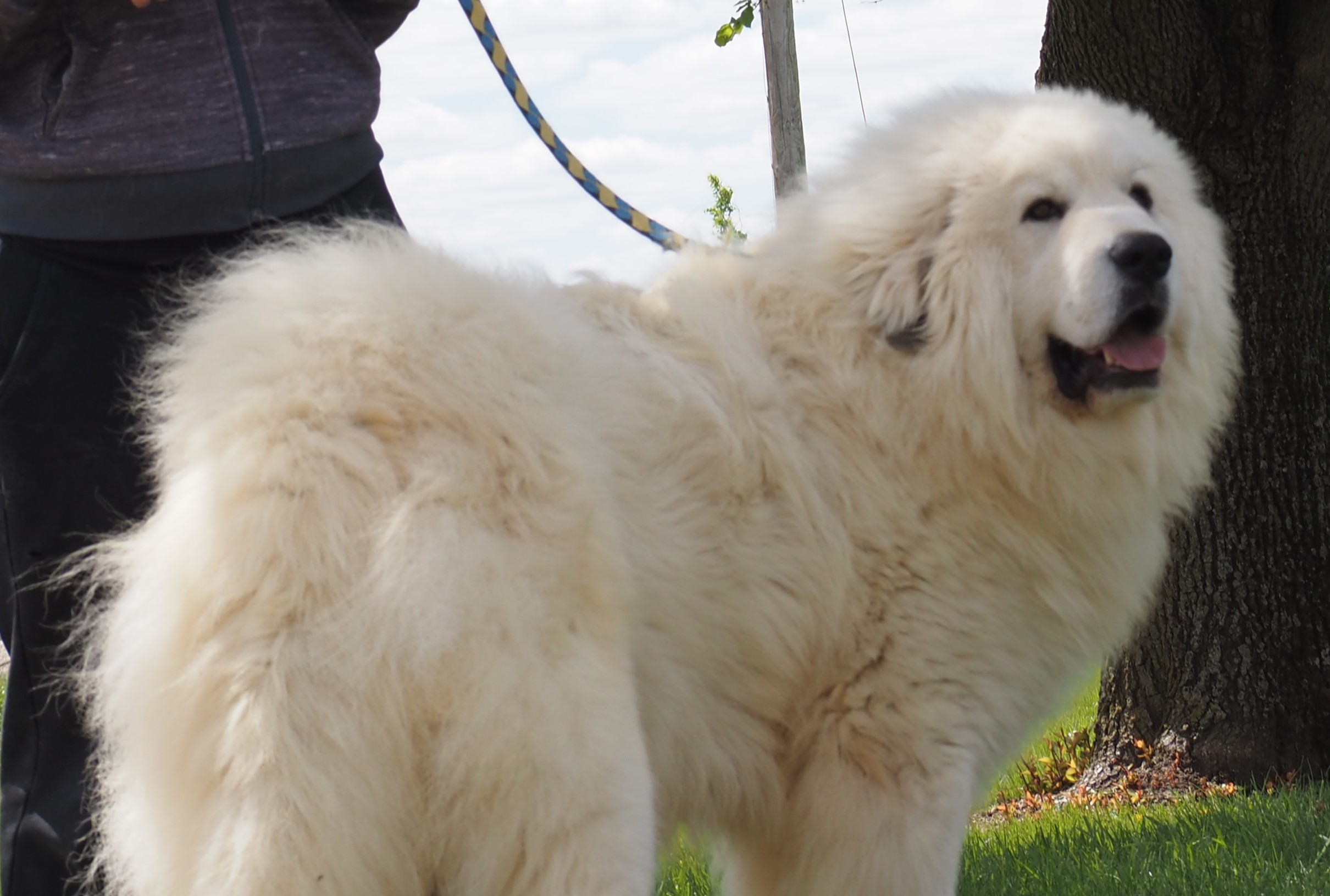 Great Pyrenees Puppies for Sale Harvest Acres Great Pyrenees