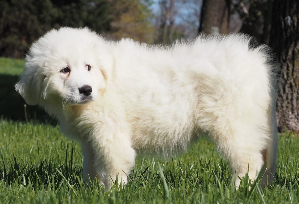 Uranus (lt. Pink) (3) - Harvest Acres Great Pyrenees