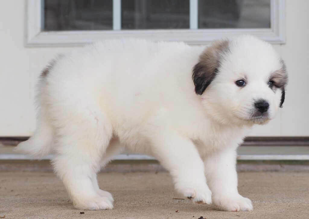 dark pink 00 (25) - Harvest Acres Great Pyrenees