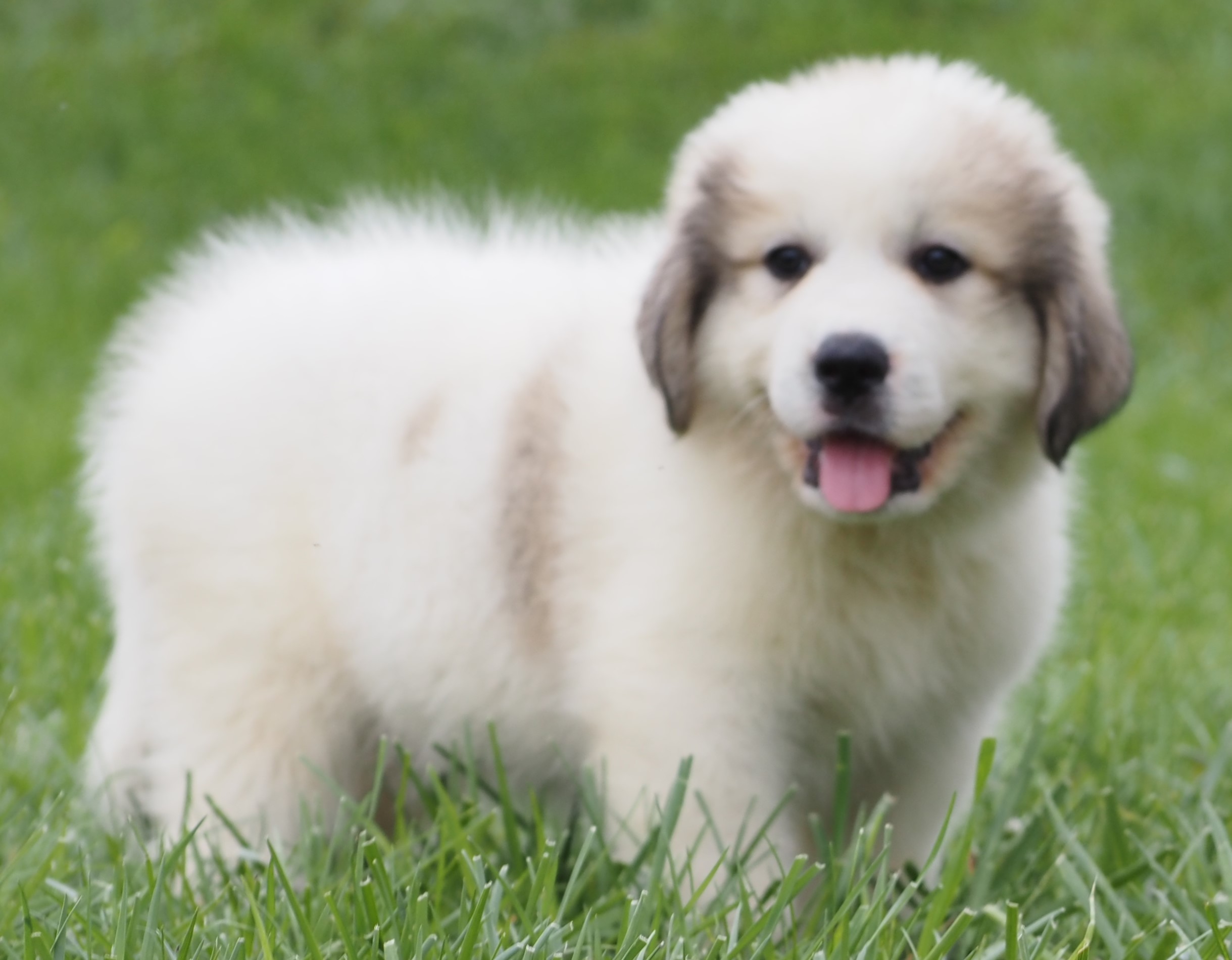 light pink female (17) - Harvest Acres Great Pyrenees