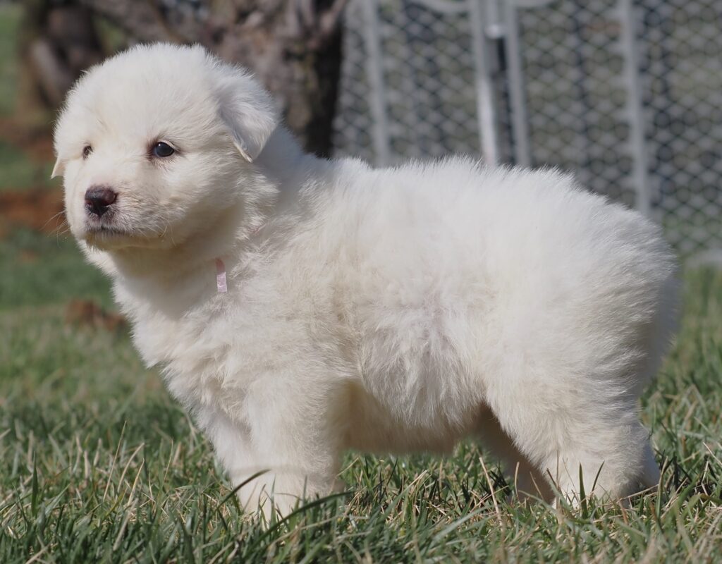 light pink female (39) - Harvest Acres Great Pyrenees