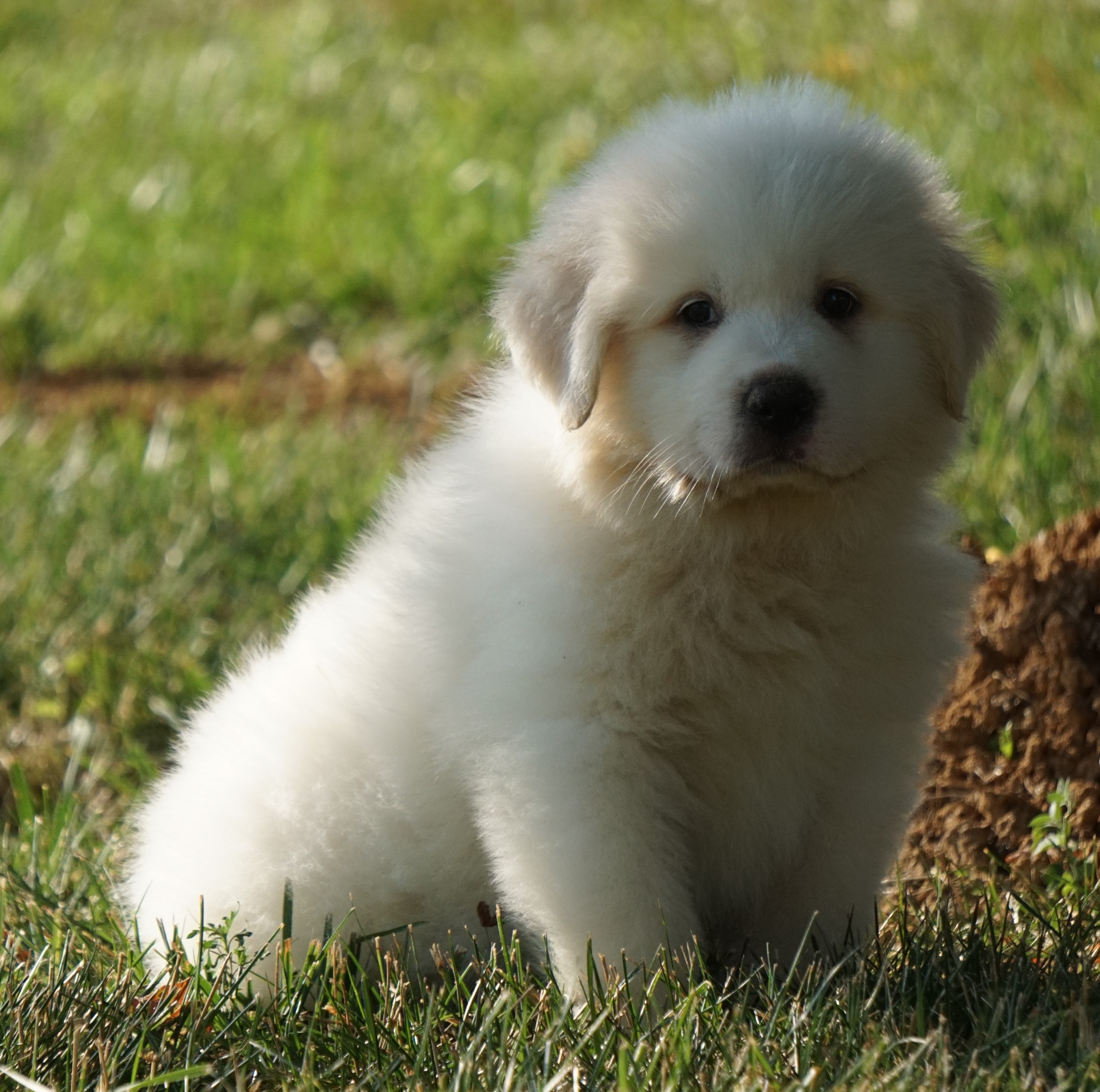 Great Pyrenees Puppies for Sale - Harvest Acres Great Pyrenees