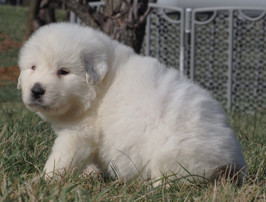 yellow male (25) - Harvest Acres Great Pyrenees